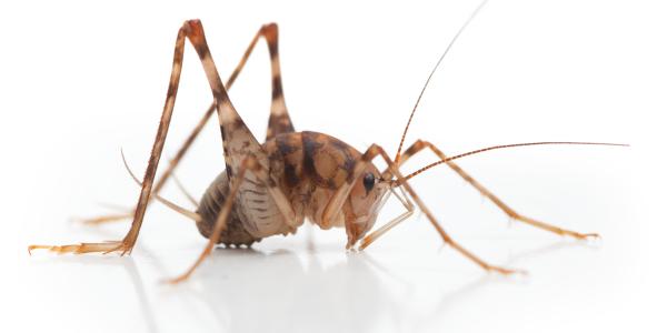 Camel Cricket (aka Cave Cricket)