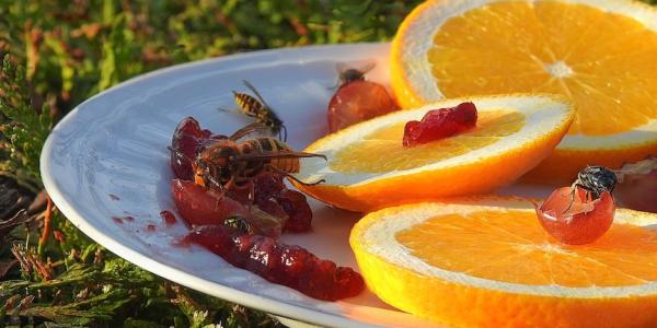Wasp on Plate with Red Jelly and Oranges