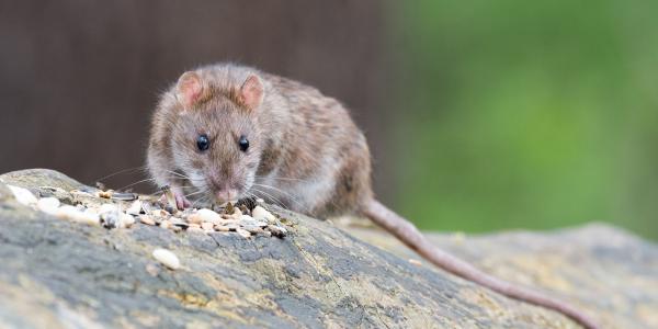 rat on a log