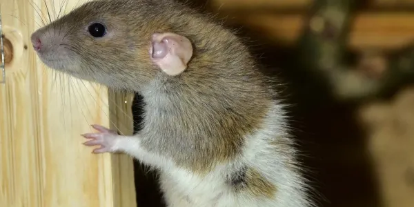 rat in long island sneaking into garage