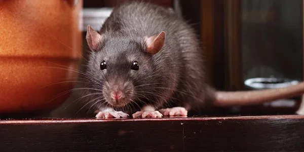 mouse in the house