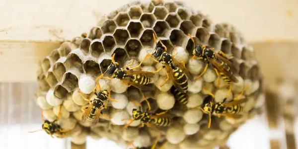 wasps on a nest